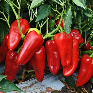 Une variété unique avec une récolte riche et un goût excellent - Poivre Ivanhoe: description et conseils pour la culture