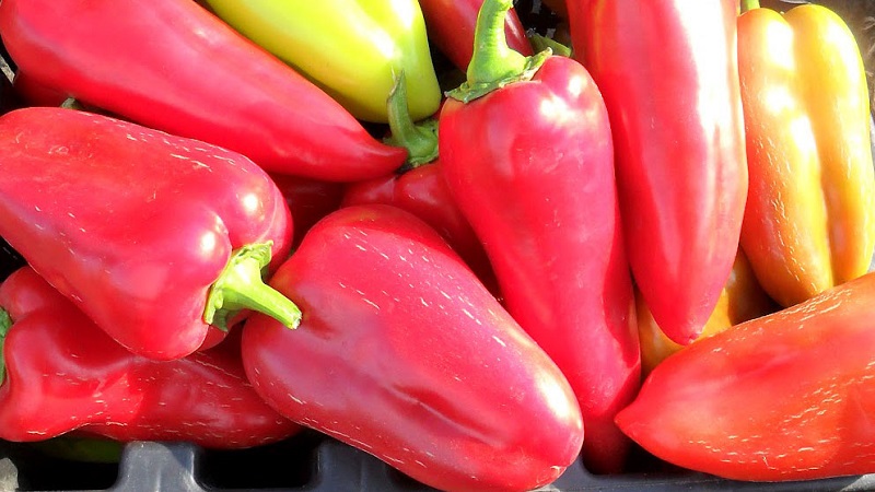 Une variété unique avec une récolte riche et un goût excellent - poivre Ivanhoe: description et conseils pour la culture