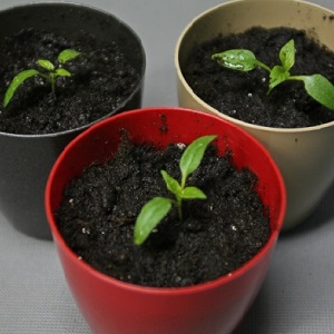 Une variété unique avec une récolte riche et un goût excellent - Poivre Ivanhoe: description et conseils pour la culture