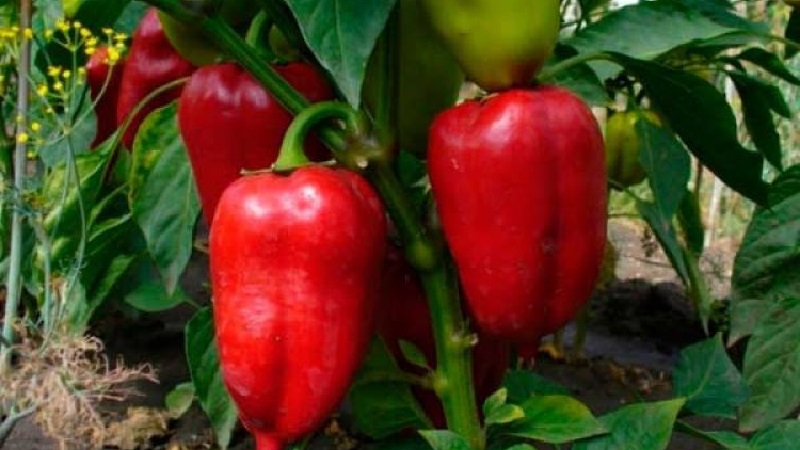 Une variété unique avec une récolte riche et un goût excellent - poivre Ivanhoe: description et conseils pour la culture