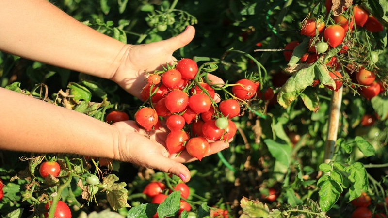 Comment faire pousser du géranium Tomato Kiss avec des buissons compacts, un goût riche et un rendement stable
