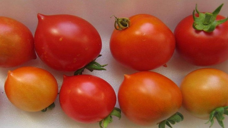 Comment faire pousser du géranium Tomato Kiss avec des buissons compacts, un goût riche et un rendement stable