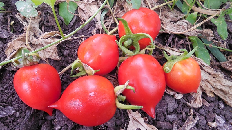 Comment faire pousser du géranium Tomato Kiss avec des buissons compacts, un goût riche et un rendement stable