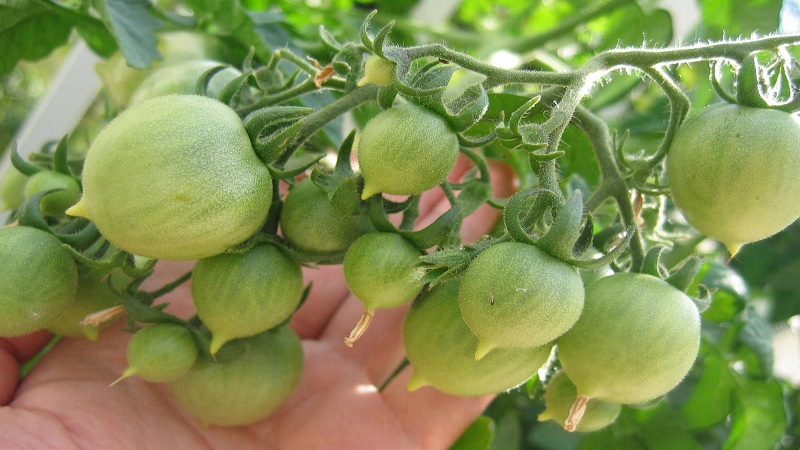 Comment faire pousser du géranium Tomato Kiss avec des buissons compacts, un goût riche et un rendement stable