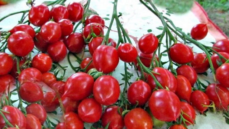 Comment faire pousser du géranium Tomato Kiss avec des buissons compacts, un goût riche et un rendement stable