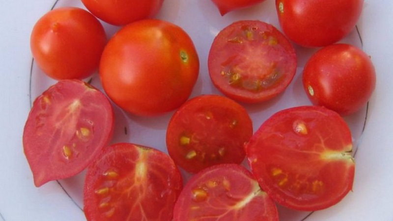 Comment faire pousser du géranium Tomato Kiss avec des buissons compacts, un goût riche et un rendement stable