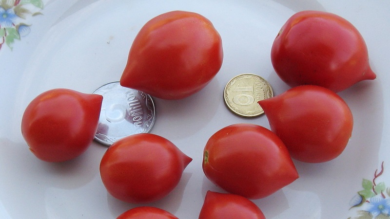 Comment faire pousser du géranium Tomato Kiss avec des buissons compacts, un goût riche et un rendement stable