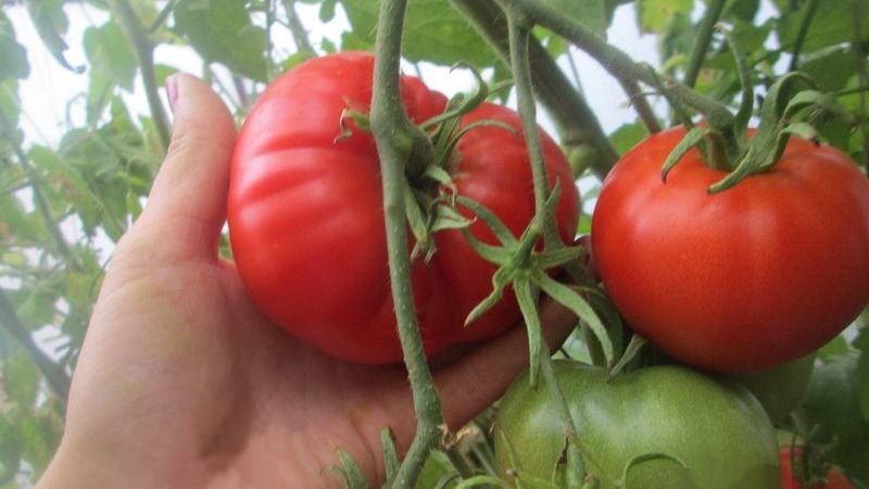 Nous obtenons une récolte riche même dans des conditions météorologiques défavorables, en cultivant un chef-d'œuvre de tomate de l'Altaï