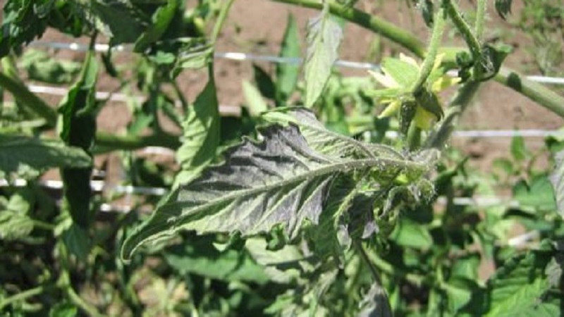 Des taches violettes sont apparues sur les feuilles de tomates: pourquoi cela pourrait-il arriver et comment sauvegarder votre récolte de tomates