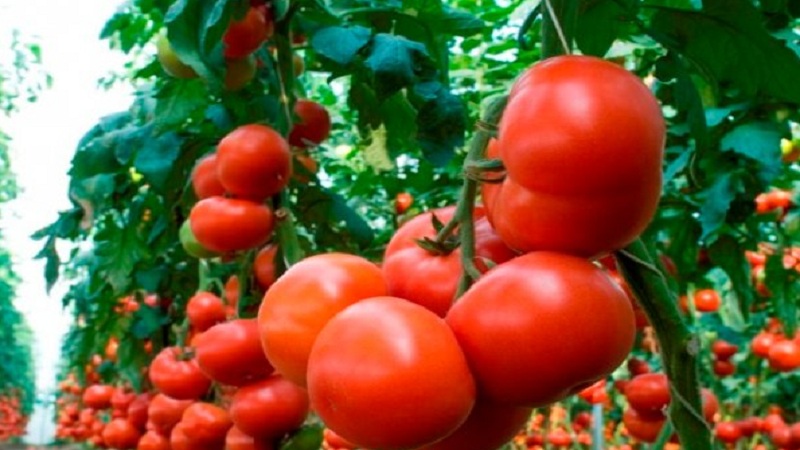 Tomates mahitos hybrides hollandaises à gros fruits: les secrets d'un bon entretien pour une récolte abondante