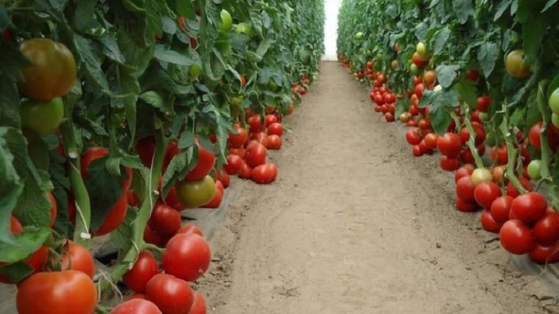 Tomates mahitos hybrides hollandaises à gros fruits: les secrets d'un bon entretien pour une récolte abondante