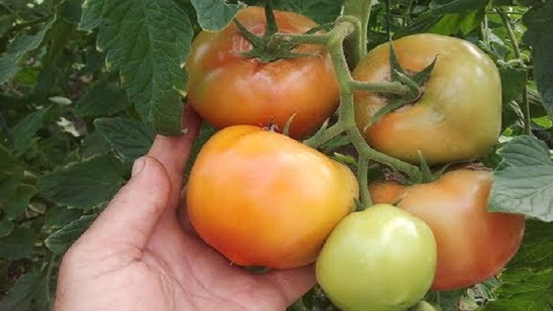 Tomates mahitos hybrides hollandaises à gros fruits: les secrets d'un bon entretien pour une récolte abondante