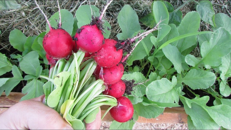 Quand planter des radis une deuxième fois en été et comment bien le faire