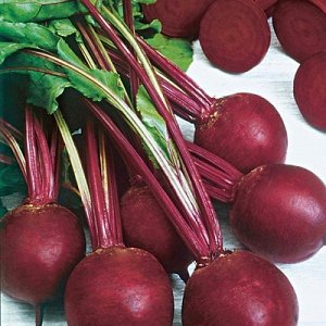 Comment cultiver correctement un merveilleux hybride de betteraves Kestrel et en quoi il diffère des autres espèces