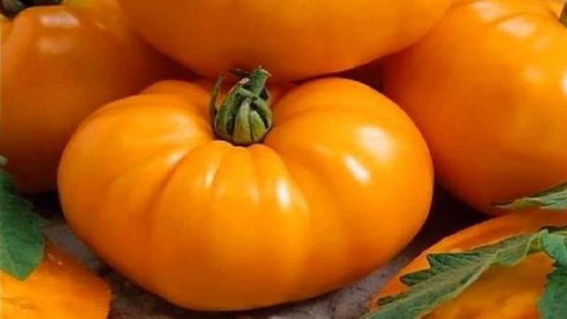 Pourquoi les agriculteurs aiment les tomates éléphant orange