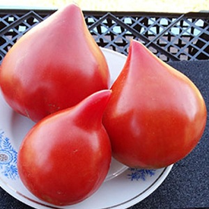 Variété de tomates allemande Vater Rhin - idéale pour faire des salades, des jus, du ketchup et diverses sauces