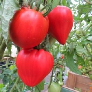 Variété de tomates allemande Vater Rhin - idéale pour faire des salades, des jus, du ketchup et diverses sauces