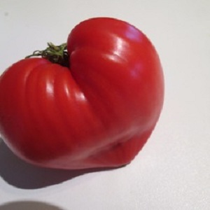 Variété de tomate allemande Vater Rhin - idéale pour faire des salades, des jus, du ketchup et diverses sauces