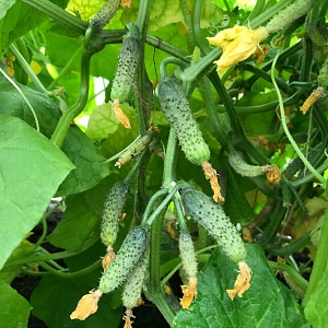 Quels sont les noms des petits concombres et quelles variétés de ce type sont les meilleures