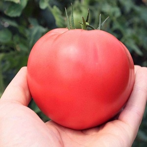 Dans quel sol la tomate romarin donne-t-elle le meilleur rendement et qu'est-ce qui l'affecte d'autre?