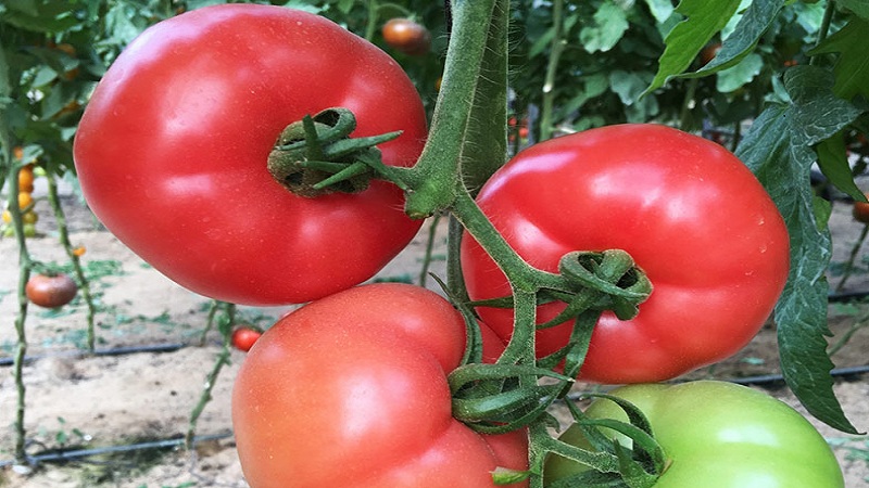 Comment faire pousser une tomate rose parfumée et délicieuse unique: un guide d'action pour les jardiniers débutants et expérimentés