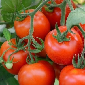 Variété de tomate avec un nom explicite - Tomate Neighborhood Envy F1: ce qui est bon et comment le cultiver correctement