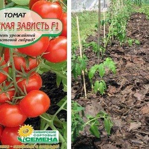 Variété de tomate avec un nom explicite - Tomate Neighborhood Envy F1: ce qui est bon et comment le cultiver correctement