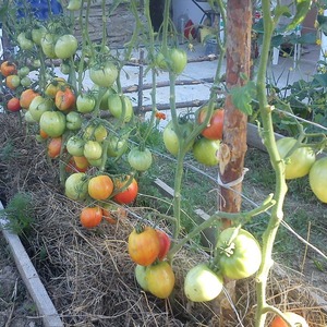 Variété de tomate avec un nom explicite - Tomate Neighborhood Envy F1: ce qui est bon et comment le cultiver correctement