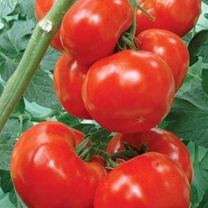 Variété de tomate avec un nom explicite - Tomate Neighborhood Envy F1: ce qui est bon et comment le cultiver correctement