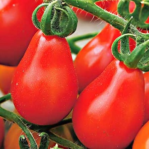 Comment faire pousser une tomate poire rouge sur votre site: un aperçu de la variété et des secrets pour éviter les résidents d'été expérimentés