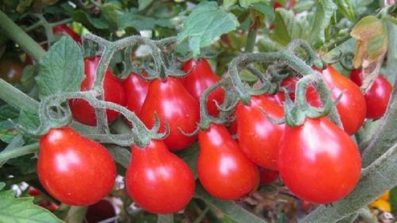 Comment faire pousser une tomate poire rouge sur votre site: un aperçu de la variété et des secrets pour éviter les résidents d'été expérimentés