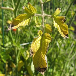 Pourquoi des taches jaunes apparaissent sur les feuilles de tomates dans une serre et comment sauvegarder votre récolte de tomates