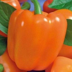 Un hybride qui ne vous laissera pas indifférent - Le poivre orange miracle et les caractéristiques de sa culture