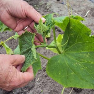 Est-il possible de couper les feuilles de concombres et comment le faire correctement