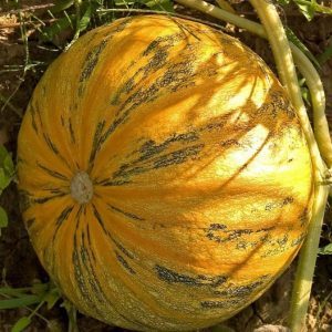 Pourquoi la courge d'amande est bonne et comment la cultiver