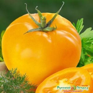 Pourquoi les résidents d'été aiment la tomate Ilya Muromets et comment la cultiver vous-même sur votre site