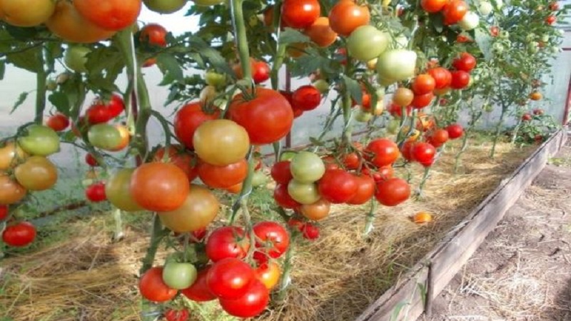 Un hybride créé par des éleveurs domestiques qui donne une récolte magnifique - la tomate Eupator