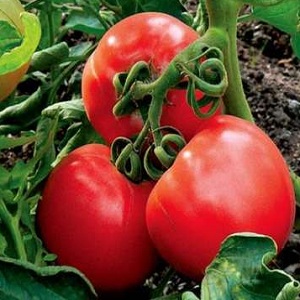 Si vous voulez obtenir une riche récolte de tomates douces au goût riche, plantez une tomate Irina sur le site