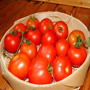 Si vous voulez obtenir une riche récolte de tomates douces au goût riche, plantez une tomate Irina sur le site