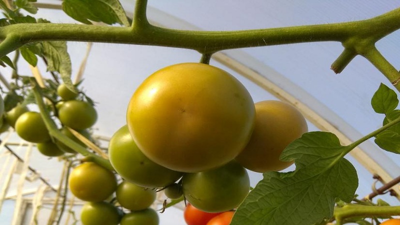 Tomates Stresa à haut rendement, savoureuses et faciles d'entretien pour la culture en extérieur ou en serre