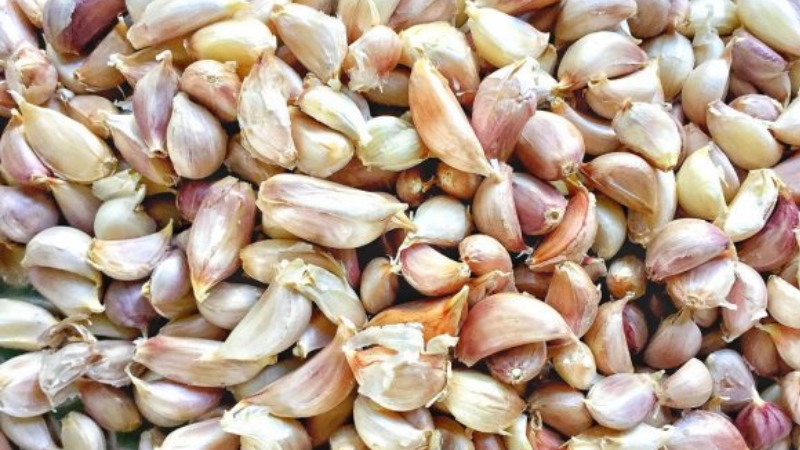 Qu'est-ce qu'un planteur d'ail: un examen des meilleurs modèles et des instructions pour fabriquer un planteur de vos propres mains