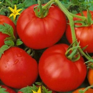 Examen de la variété de tomate Moskvichka: avantages et inconvénients, ainsi que comment obtenir une bonne récolte