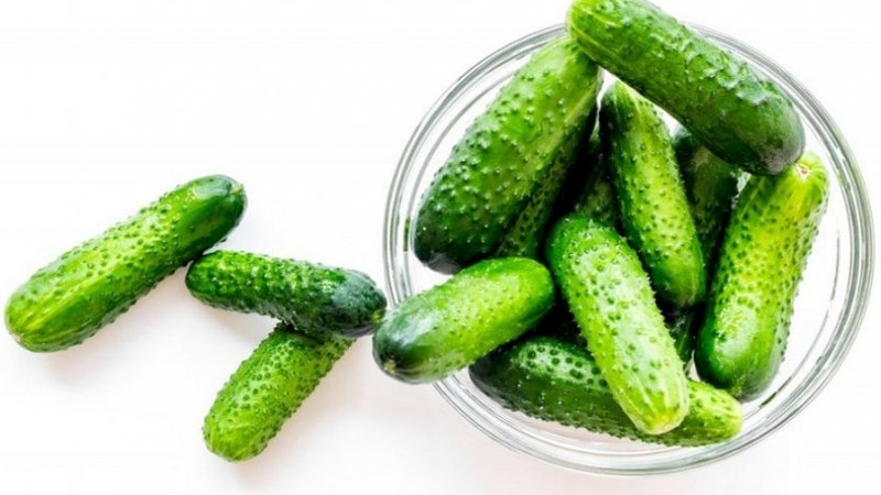 Comment cultiver correctement les concombres Claudia F1 pour battre des records de rendement