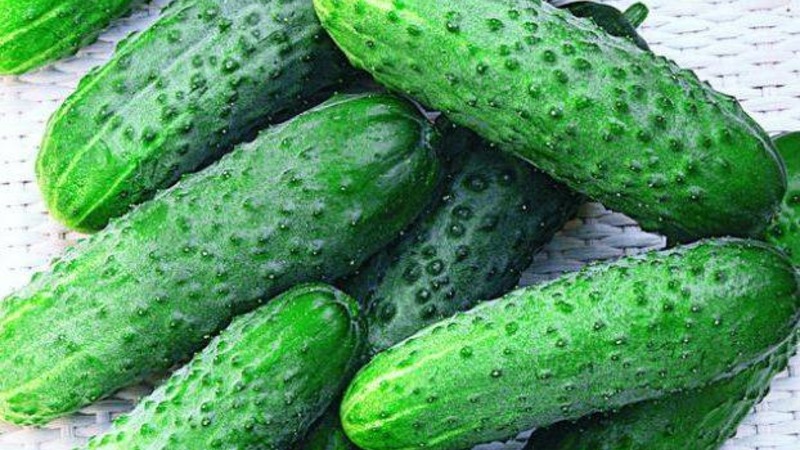 Comment cultiver correctement les concombres Claudia F1 pour battre des records de rendement