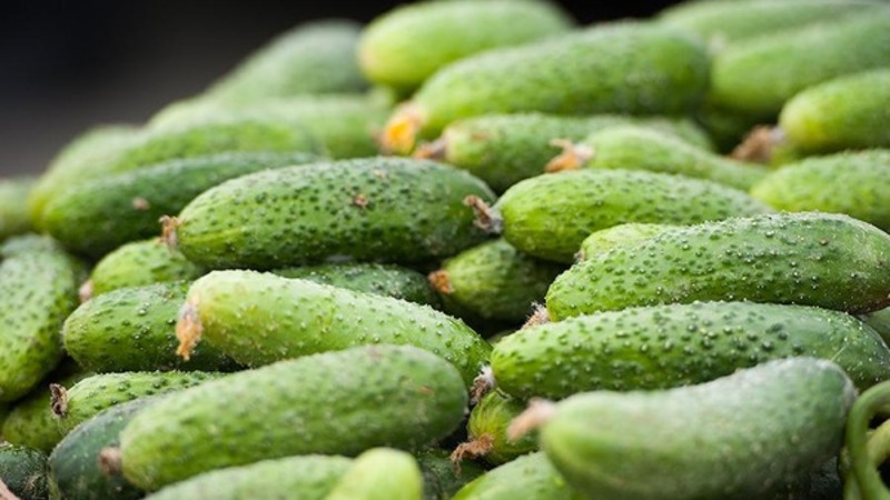 Comment cultiver correctement les concombres Claudia F1 pour battre des records de rendement