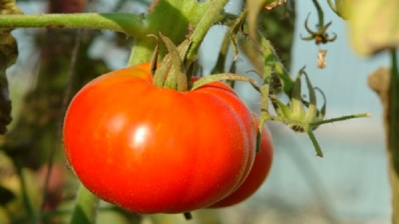 Vétéran de la sélection domestique - tomate de Sibérie à maturation précoce, éprouvée et appréciée des jardiniers