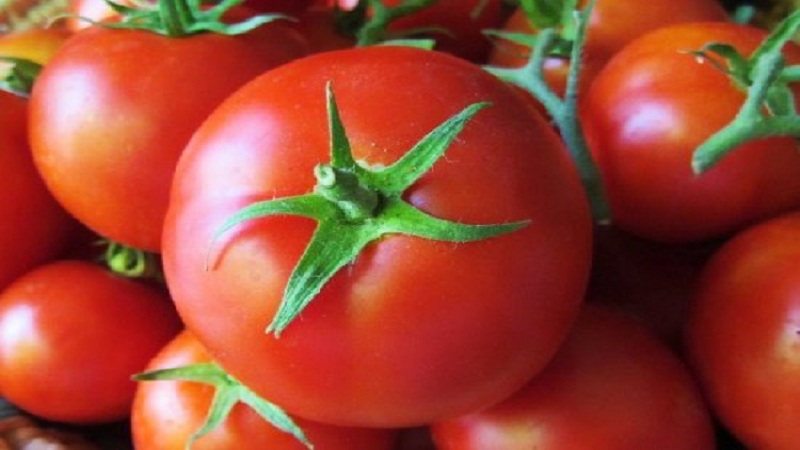 Vétéran de la sélection domestique - tomate de Sibérie à maturation précoce, éprouvée et appréciée des jardiniers