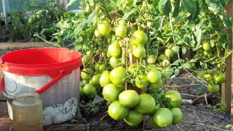 Vétéran de la sélection domestique - tomate de Sibérie à maturation précoce, éprouvée par le temps et appréciée des jardiniers