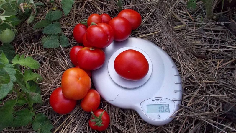Vétéran de la sélection domestique - tomate de Sibérie à maturation précoce, éprouvée par le temps et appréciée des jardiniers