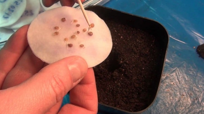 Vétéran de la sélection domestique - tomate de Sibérie à maturation précoce, éprouvée par le temps et appréciée des jardiniers